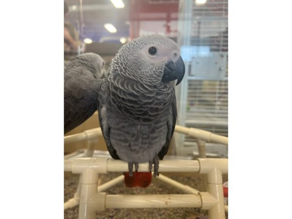 African Congo Grey-Bird-Female--3743-Petland Norwin, PA