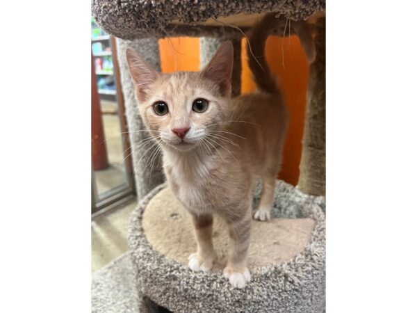 Domestic Short Hair Cat Male buff & white 3795 Petland Norwin, PA