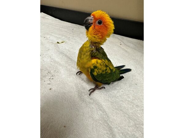 Sun Conure-Bird-Male--3781-Petland Norwin, PA