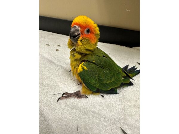 Sun Conure Bird Male 3782 Petland Norwin, PA