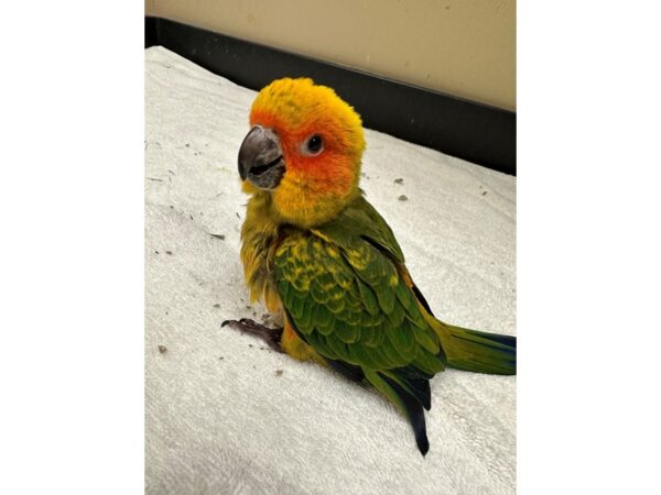 Sun Conure Bird Male 3779 Petland Norwin, PA