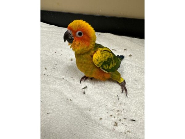 Sun Conure-Bird-Female--3778-Petland Norwin, PA