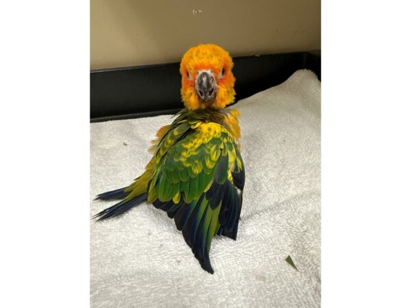 Sun Conure-Bird-Female--3776-Petland Norwin, PA