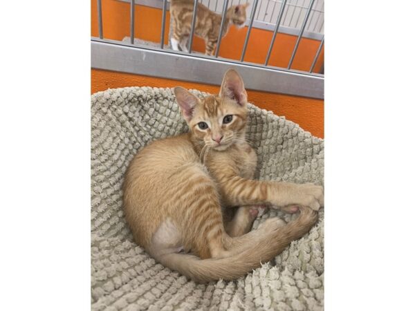 Domestic Short Hair Cat Male Orange 3852 Petland Norwin, PA