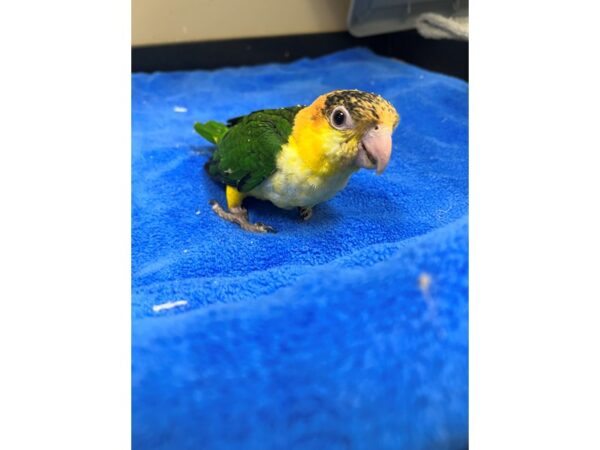 White Belly Caique-Bird-Female--3873-Petland Norwin, PA