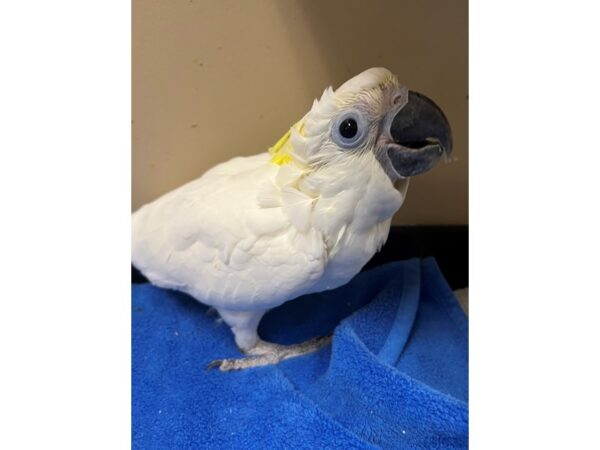 Triton Cockatoo-Bird-Male--3870-Petland Norwin, PA