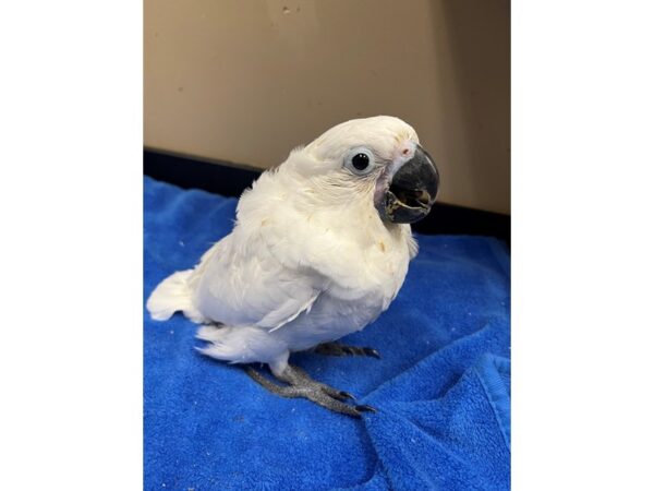 Umbrella Cockatoo-Bird-Female--3869-Petland Norwin, PA