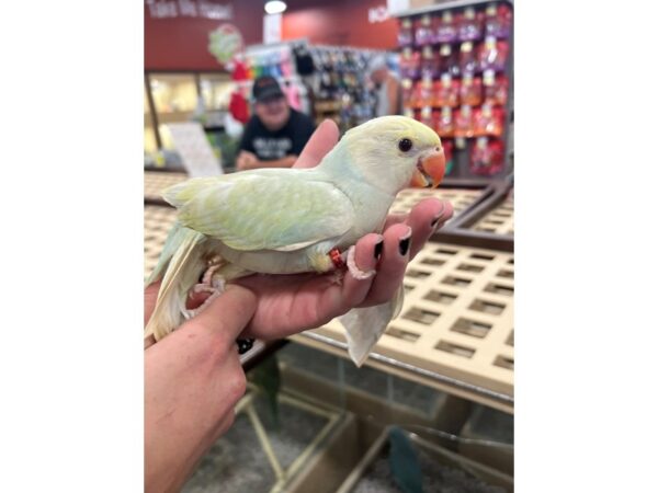 Indian Ringneck Parakeet-Bird-Male-white pallid-3838-Petland Norwin, PA