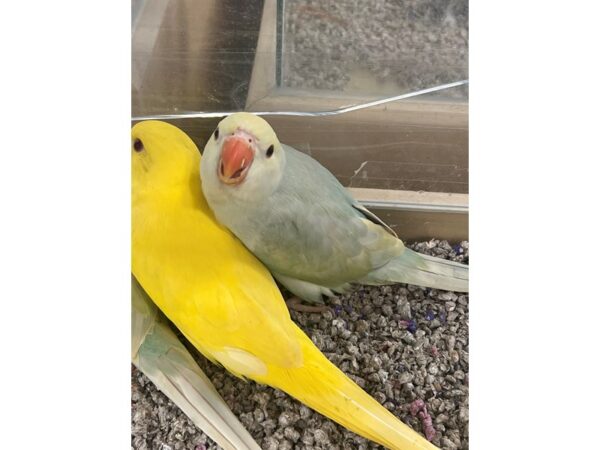 Indian Ringneck Parakeet-Bird-Male-rainbow pallid-3830-Petland Norwin, PA