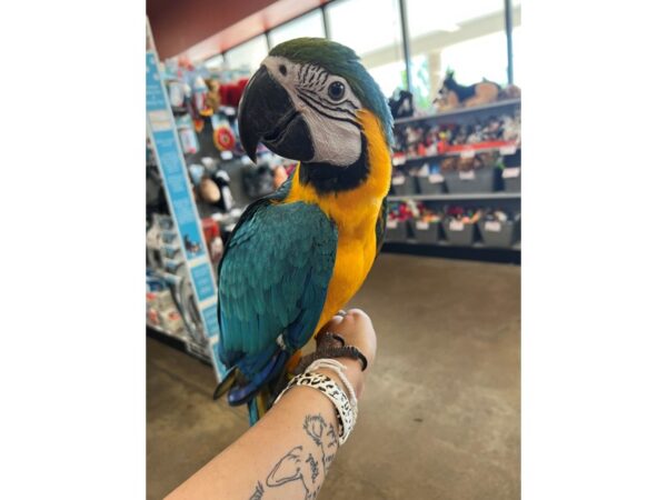 Blue and Gold Macaw-Bird-Female--3876-Petland Norwin, PA