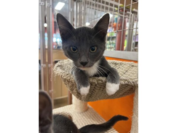 Domestic Short Hair Cat Male Grey and White 3894 Petland Norwin, PA