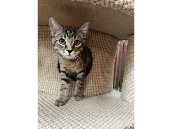 Domestic Short Hair-Cat-Male-Black/Tan Tabby-3895-Petland Norwin, PA