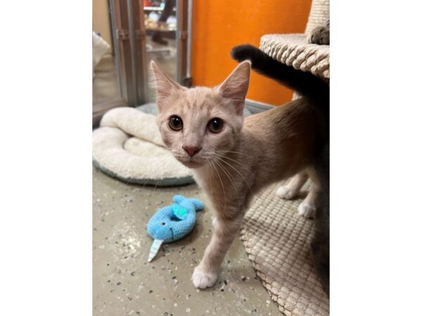 Domestic Short Hair-Cat-Male-buff & white-3898-Petland Norwin, PA