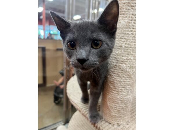 Domestic Short Hair-Cat-Male-Grey-3900-Petland Norwin, PA