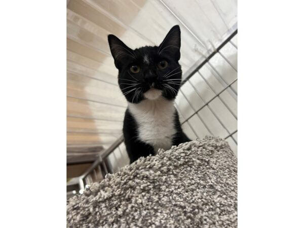 Domestic Short Hair Cat Female Black and White 3901 Petland Norwin, PA