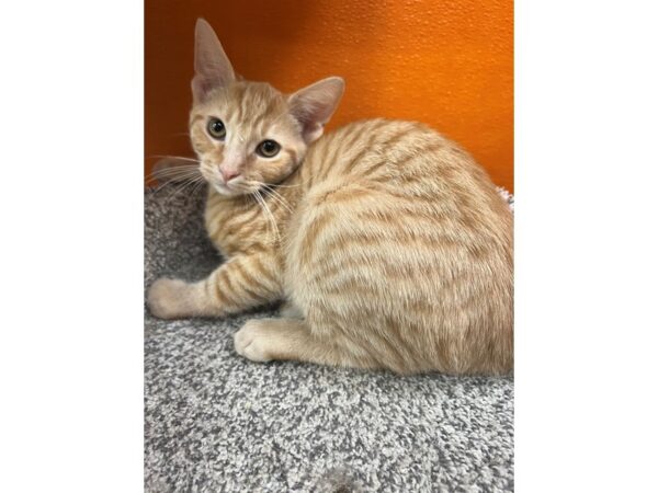 Domestic Short Hair Cat Male Orange 3902 Petland Norwin, PA