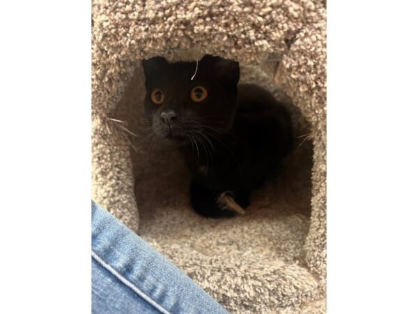 Domestic Short Hair Cat Female Black 3903 Petland Norwin, PA