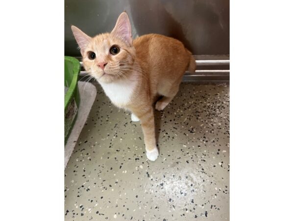 Domestic Short Hair-Cat-Female-Orange-3904-Petland Norwin, PA