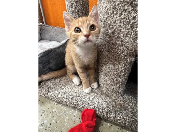 Domestic Short Hair-Cat-Female-Orange Tabby-3897-Petland Norwin, PA