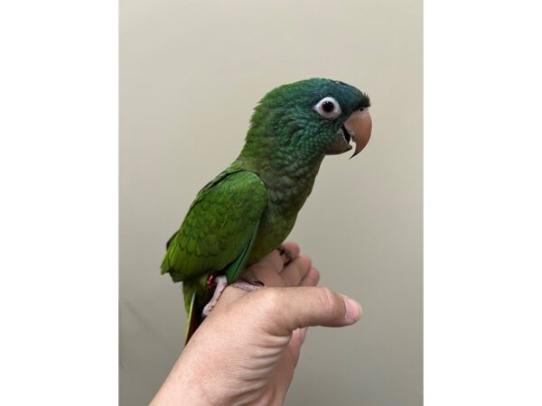 Blue Crowned Conure-Bird---3913-Petland Norwin, PA