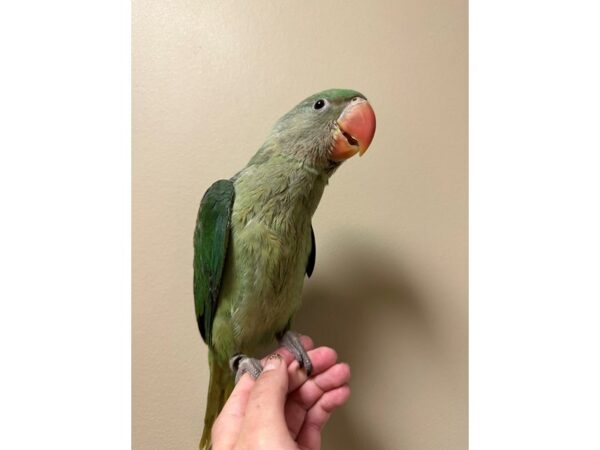 [#3717] Male Alexandrine Parakeet Birds for Sale