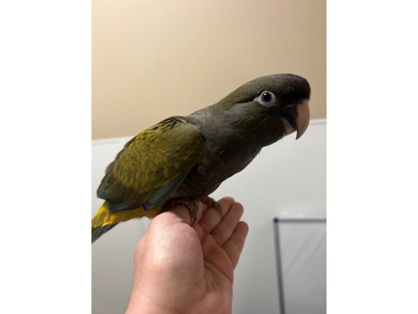 [#3746] Female Patagonian Conure Birds for Sale