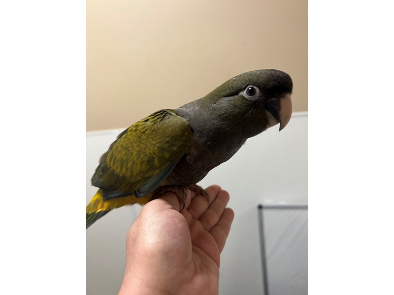 Patagonian Conure - 3746 Image #1