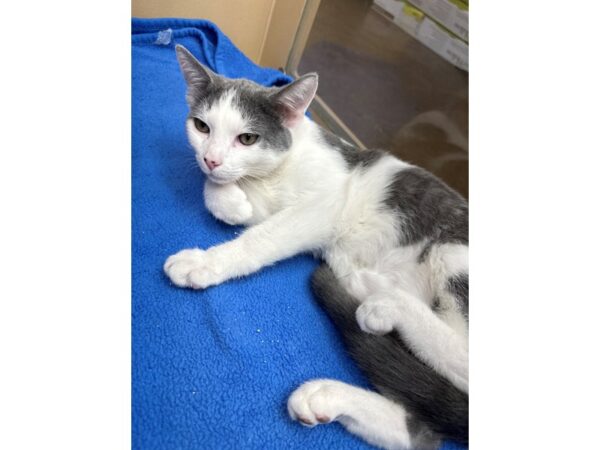 [#3808] grey/white Male Domestic Short Hair Kittens for Adoption