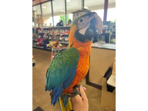 [#3817] Male Catalina Macaw Birds for Sale
