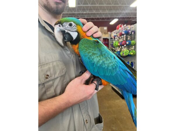 [#3816] Male Catalina Macaw Birds for Sale