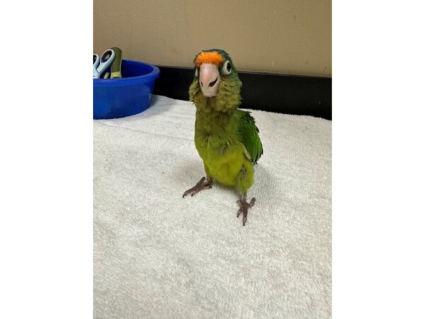 Halfmoon Conure-Bird-Male--3788-Petland Norwin, PA