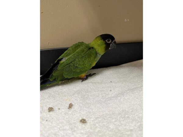 [#3786] Male Nanday Conure Birds for Sale