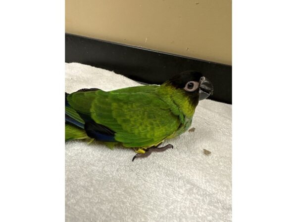 [#3784] Female Nanday Conure Birds for Sale