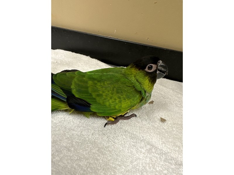 Nanday Conure - 3784 Image #1