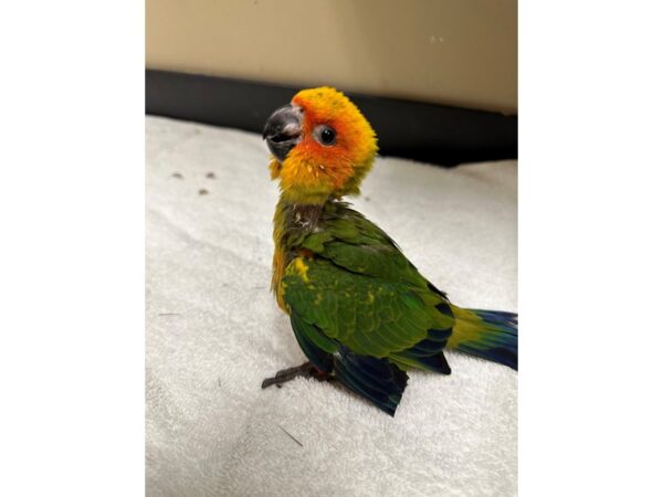 Sun Conure Bird Female 3780 Petland Norwin, PA