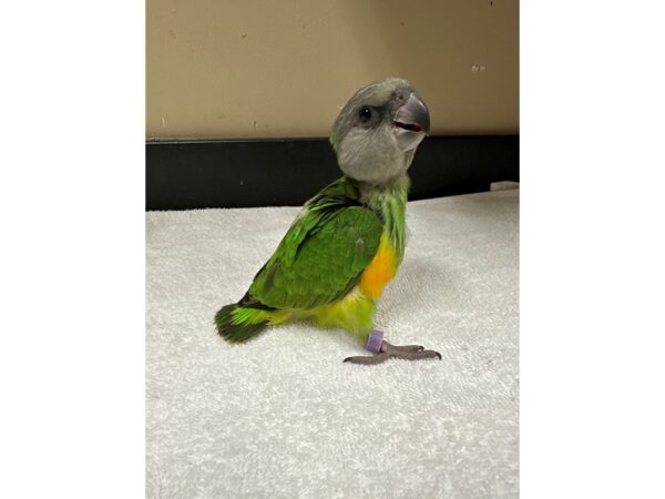 Senegal Parrot-Bird-Female--3773-Petland Norwin, PA