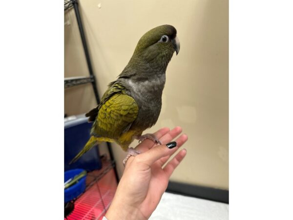 [#3747] Male Patagonian Conure Birds for Sale