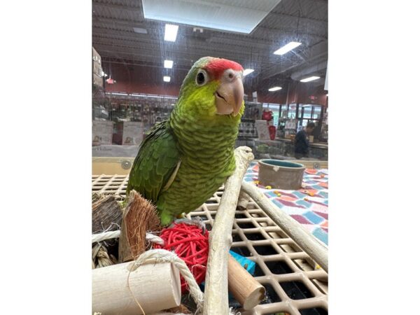 [#3769] Female LILAC CROWN AMAZON Birds for Sale