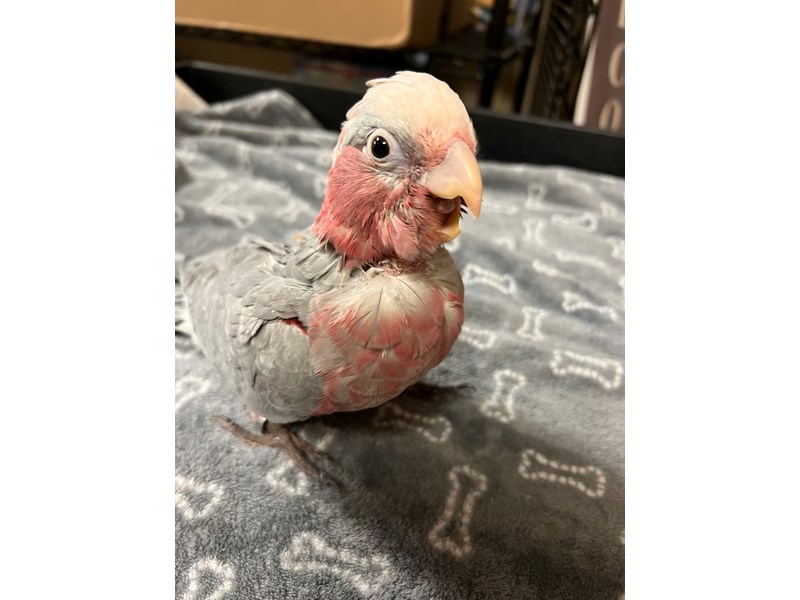 Rose Breasted Cockatoo - 3841 Image #1