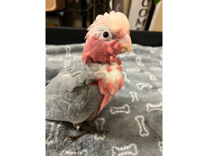 Rosebreasted Cockatoo - 3822 Image #1