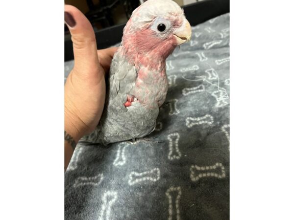 [#3819] Rosebreasted Cockatoo Birds for Sale