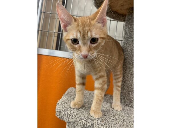 [#3855] Orange Tabby Male Domestic Short Hair Kittens for Adoption