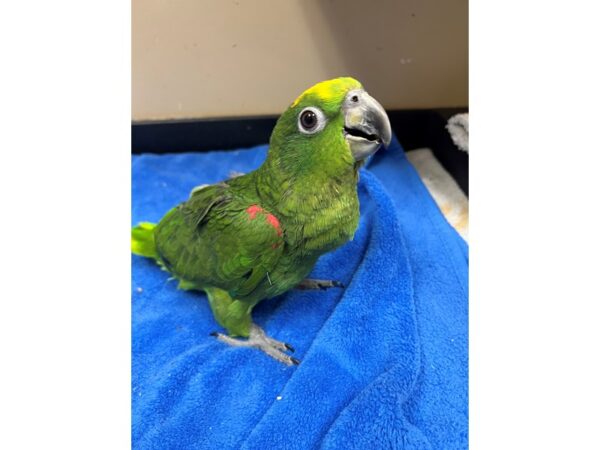 [#3872] Female Yellow Crown Amazon Birds for Sale