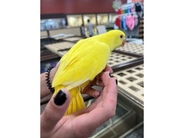 [#3840] Lutino Female Lutino Indian Ringneck Birds for Sale