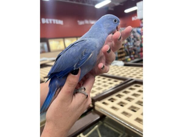 [#3829] violet Female Violet Indian Ringneck Birds for Sale