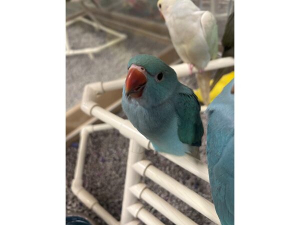 [#3834] turquiose Female Turquoise Indian Ringneck Birds for Sale