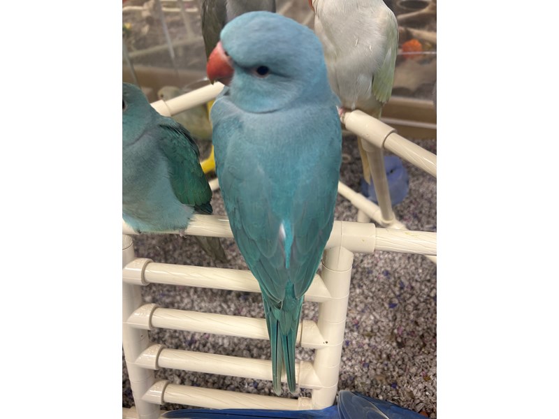 Cobalt Blue Indian Ringneck Parakeet - 3839 Image #1