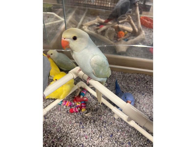 Indian Ringneck Parakeet - 3831 Image #1