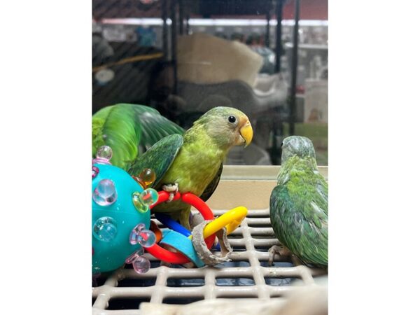 [#3826] Male Plum Headed Parakeet Birds for Sale