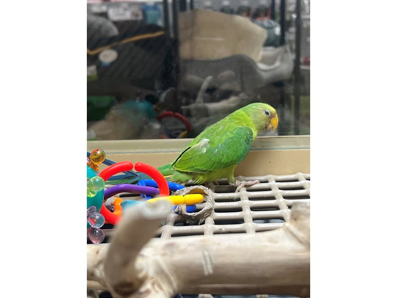 Plum Headed Parakeet - 3825 Image #1